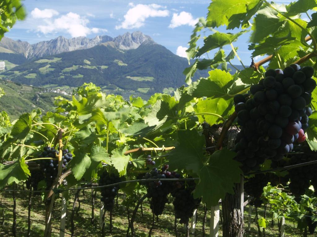Pension Alpenblick Algund Buitenkant foto